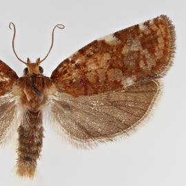   C. pinus , male .  © Loren Jones. Image used with permission.
